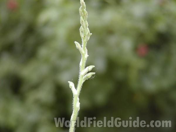 Buds<br>(Location of Picture: Cascades, Washington, USA, 2002)