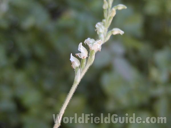 Flower<br>(Location of Picture: Cascades, Washington, USA, 2002)