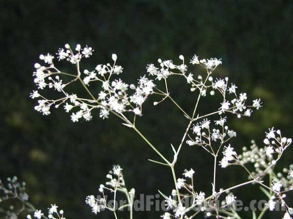 Top Of Plant<br>(Location of Picture: Omak, Washington, USA)