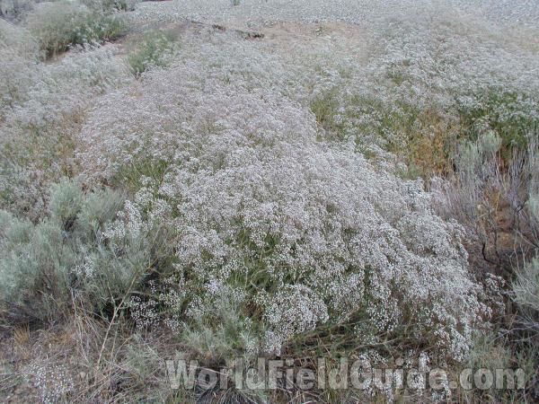 Field<br>(Location of Picture: Omak, Washington, USA)