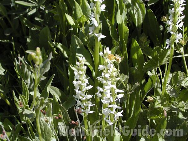 Top Of Plant<br>(Location of Picture: Cascades, Washington, USA)
