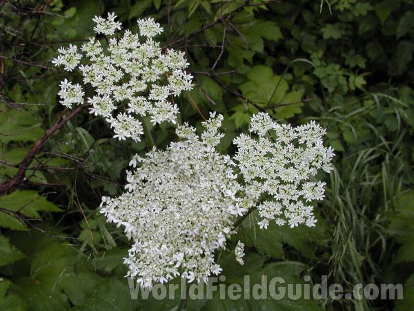 Flowers<br>(Location of Picture: Toats Coulee, Washington, USA)