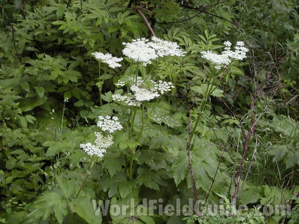 Top Of Plant<br>(Location of Picture: Toats Coulee, Washington, USA)