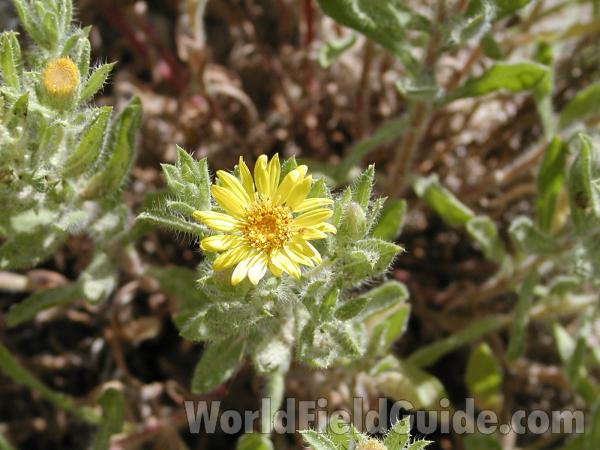 Flower<br>(Location of Picture: Toats Coulee, Washington, USA)