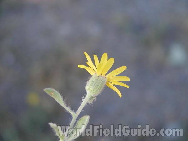 Flower Back<br>(Location of Picture: Toats Coulee, Washington, USA)