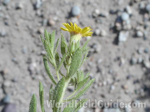 Top Of Plant<br>(Location of Picture: Toats Coulee, Washington, USA)