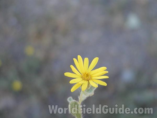 Flower<br>(Location of Picture: Toats Coulee, Washington, USA)