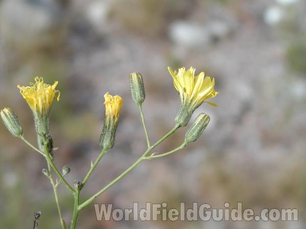 Top Of Plant<br>(Location of Picture: Conconully, Washington, USA)