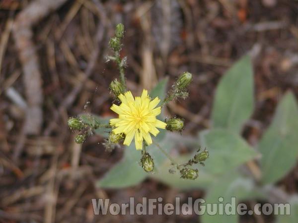 Flower - Top View<br>(Location of Picture: Conconully, Washington, USA)