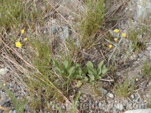 Habitat<br>(Location of Picture: Conconully, Washington, USA)