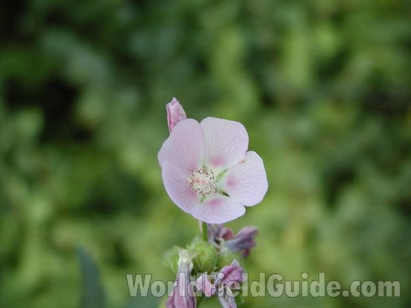 Flower<br>(Location of Picture: Salmon Creek, Washington, USA)