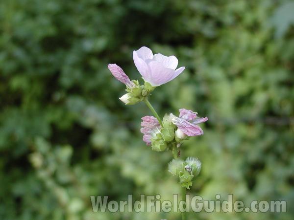 Flower - Side View<br>(Location of Picture: Salmon Creek, Washington, USA)