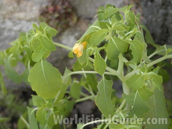 Top Of Plant<br>(Location of Picture: Okanogan, Washington, USA)