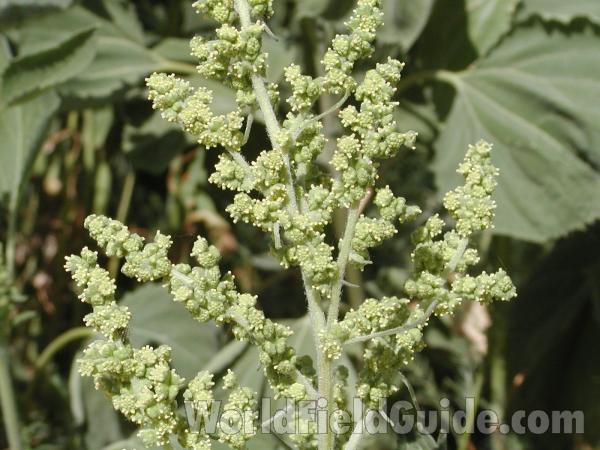 Top Of Plant<br>(Location of Picture: Okanogan, Washington, USA)