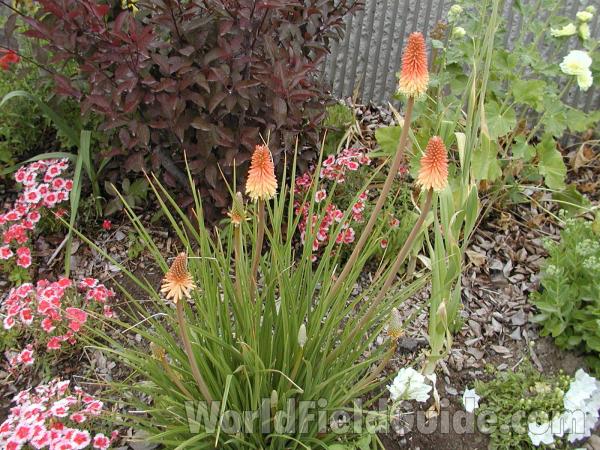 Garden View<br>(Location of Picture: Omak (garden), Washington, USA)
