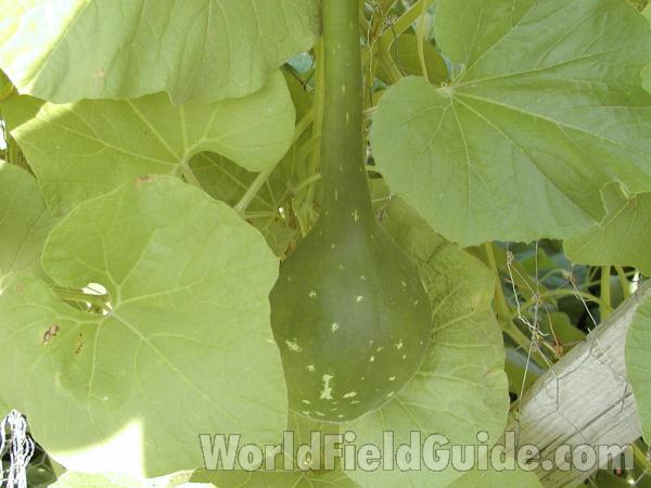 Fruit<br>(Location of Picture: Omak (garden), Washington, USA)