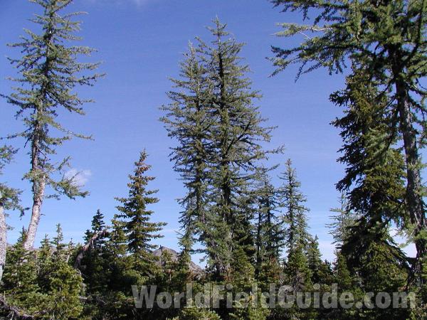 Habitat<br>(Location of Picture: Harts Pass Washington, USA)