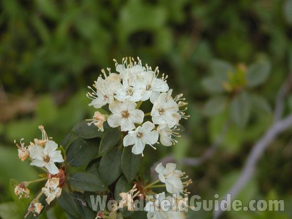 Top Of Plant<br>(Location of Picture: Cascades, Washington, USA)