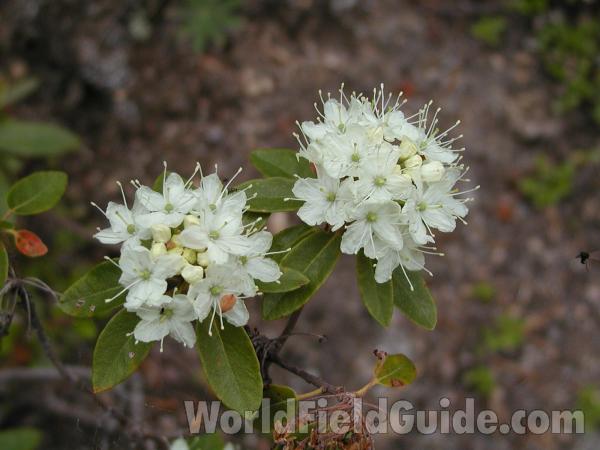 Flowers<br>(Location of Picture: Cascades, Washington, USA)
