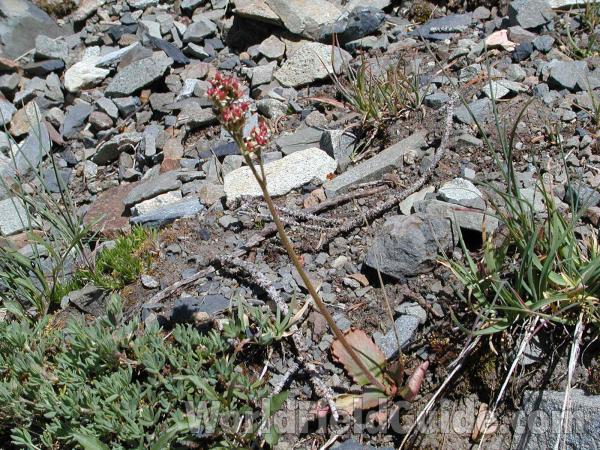 Habitat<br>(Location of Picture: Cascades, Washington, USA)