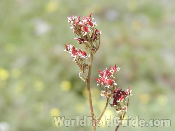 Flowers<br>(Location of Picture: Cascades, Washington, USA)