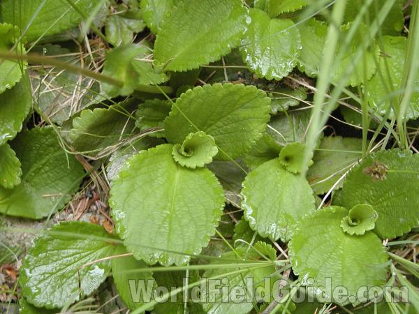Leaves<br>(Location of Picture: Cascades, Washington, USA)