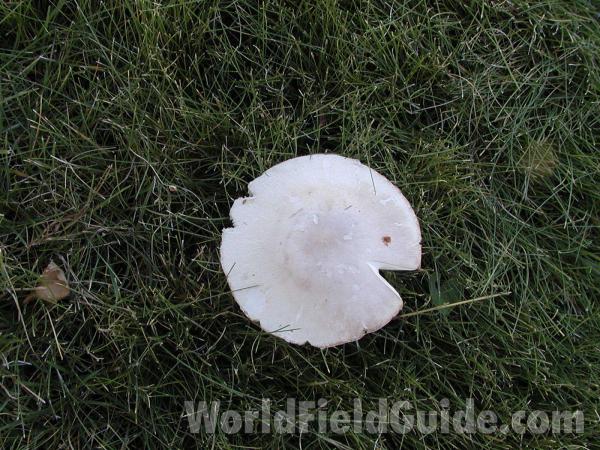 Top Of Mushroom<br>(Location of Picture: Okanogan, Washington, USA)