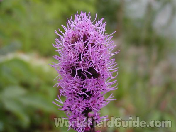 Flowers<br>(Location of Picture: Garden In Okanogan, Washington, USA)