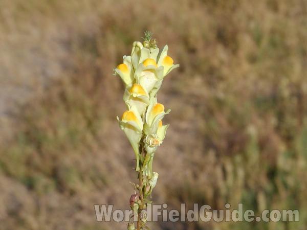 Flowers<br>(Location of Picture: Winthrop, Washington, USA)