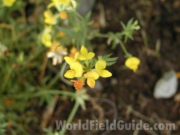 Flower<br>(Location of Picture: Wannacut, Washington, USA)