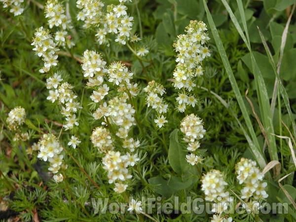 Habitat<br>(Location of Picture: Cascades, Washington, USA)