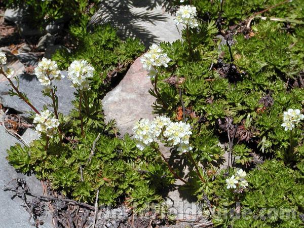 Habitat<br>(Location of Picture: Cascades, Washington, USA)