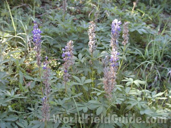 Habitat<br>(Location of Picture: Washington, USA)