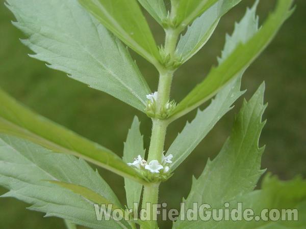 Leaves and Stem<br>(Location of Picture: Okanogan, Washington, USA)
