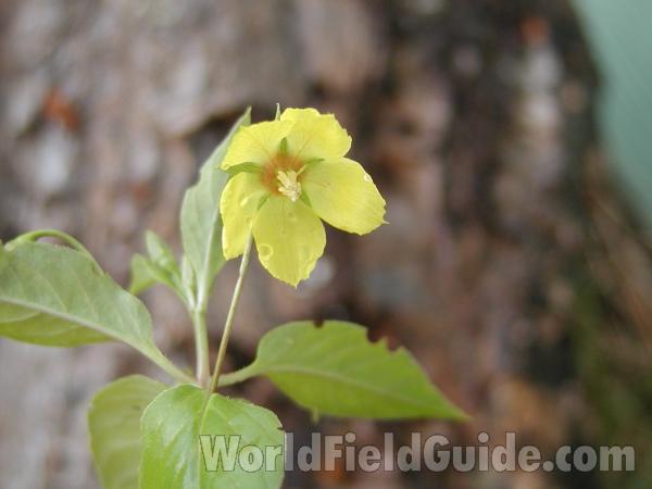 Flower<br>(Location of Picture: Blue Lake, Washington, USA)