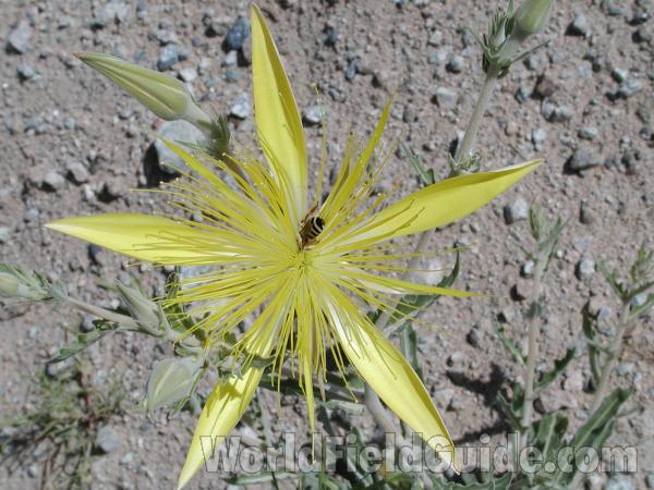 Flower<br>(Location of Picture: Conconully, Washington, USA)