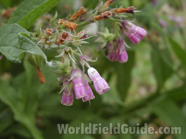 Flowers<br>(Location of Picture: Conconully, Washington, USA)