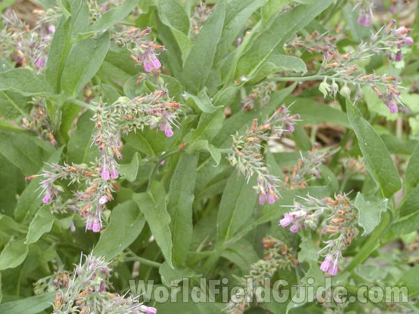 Top Of Plant<br>(Location of Picture: Conconully, Washington, USA)