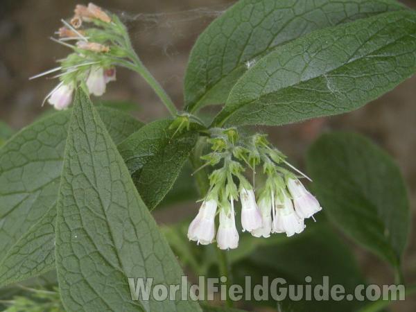 White Variety<br>(Location of Picture: Conconully, Washington, USA)