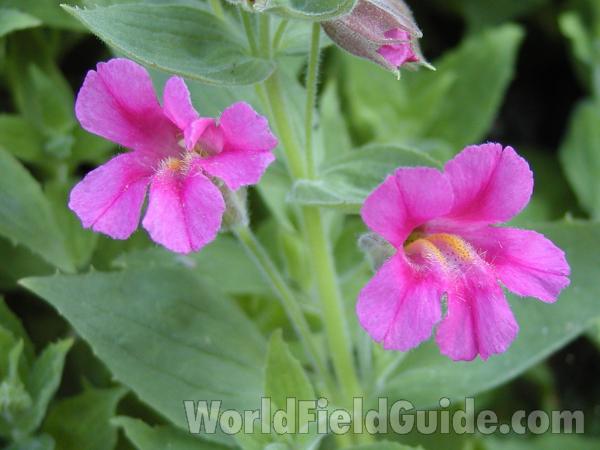 Flower<br>(Location of Picture: Harts Pass, Washington, USA)