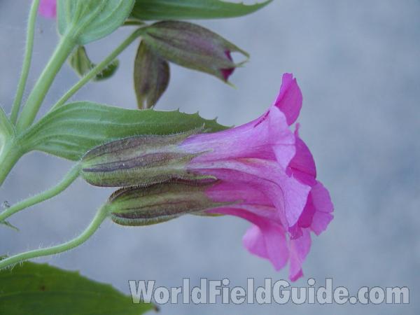 Flower-side View<br>(Location of Picture: Harts Pass, Washington, USA)