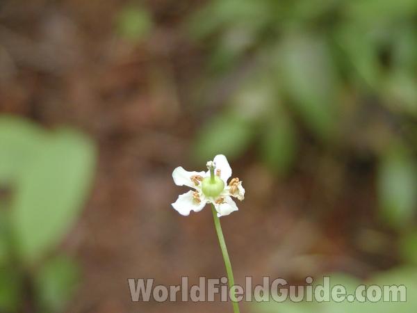 Flower<br>(Location of Picture: Loup Loup, Washington, USA)
