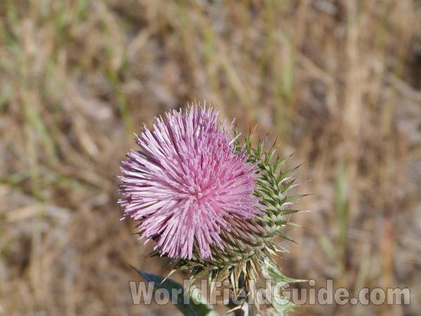 Flower - Top View<br>(Location of Picture: Harts Pass, Washington, USA)
