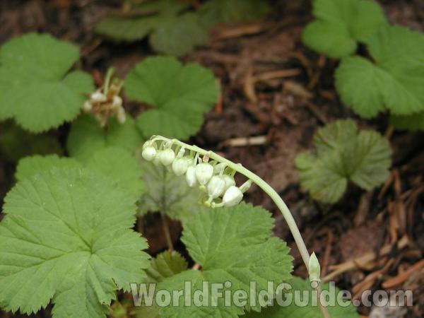 Flowers<br>(Location of Picture: Cascade Mountains, Washington, USA)