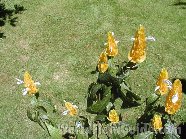 Top Of Plant<br>(Location of Picture: Ornamental, Omak, Washington, USA)