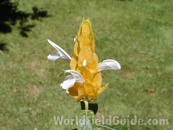 Flower<br>(Location of Picture: Ornamental, Omak, Washington, USA)