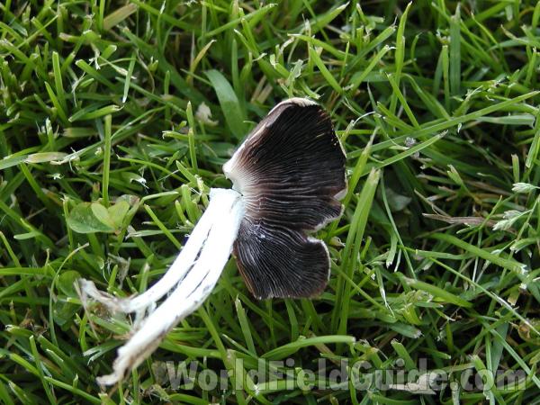Gills<br>(Location of Picture: Conconully, Washington, USA)