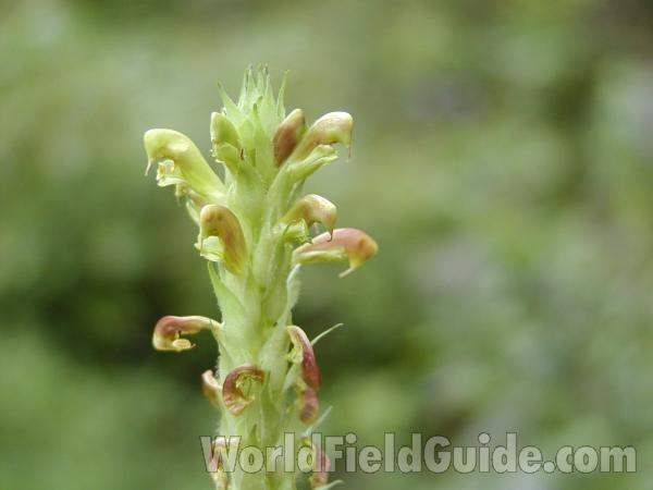 Flower Raceme<br>(Location of Picture: Harts Pass, Washington, USA)