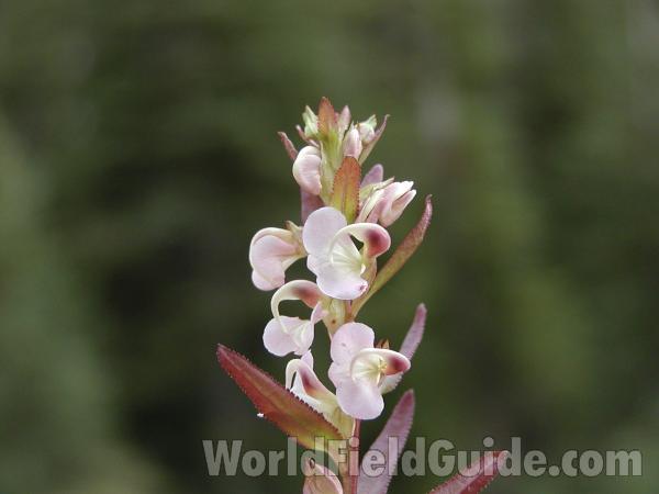 Flowers<br>(Location of Picture: Harts Pass, Washington, USA)