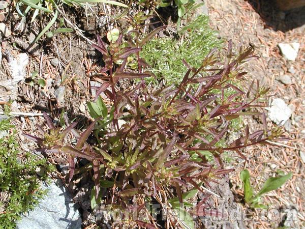 Habitat<br>(Location of Picture: Harts Pass, Washington, USA)